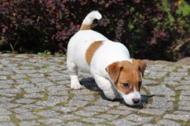 IMG 4234